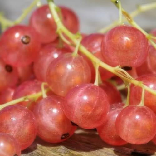 stachelbeeren, balkongewächshäuser obstbäume kaufen selteneobstsamen säulenobstbäume winterharte garten geschenke 400samen