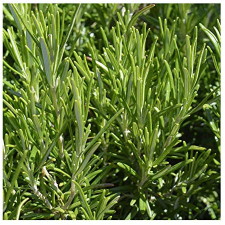 Rosmarinus 'Officinalis' Rosemary 9cm Pot Size