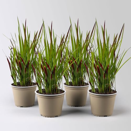 Japanisches Blutgras 'Red Baron', Blattspitzen in rot, Topf-Ø 14 cm, 2 Pflanzen