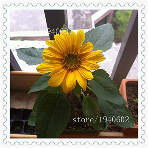 Mini graines de tournesol Graines de tournesol nain Graines de fleurs de la série Tournesol Paquet de 100 graines