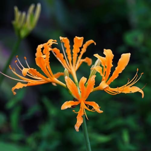 Bulbi di giglio ragno - Lycoris radiata d'appartamento esotiche giardino roccioso balcone rialzato con letto tappezzanti resistenti, 3pcs