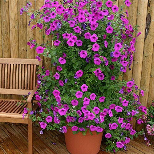Petunia Purple Tower F1 Hybrid Half-Hardy Annual Seeds (25 Seeds) by Thompson and Morgan