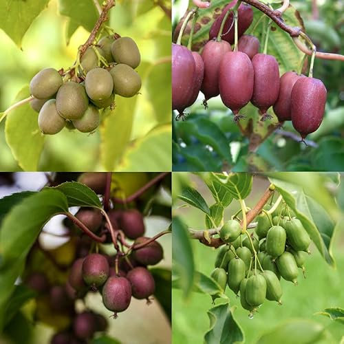 Kiwibeeren Bestseller Quintett Mini-Kiwi - 5 Pflanzen - direkt von KIWIRI - Europas Kiwi-Spezialisten. Mit Sortengarantie!