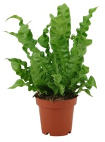Asplenium Natural Planta Helecho Nido de Pajaro|DECOALIVE|Planta Ideal para el Hogar