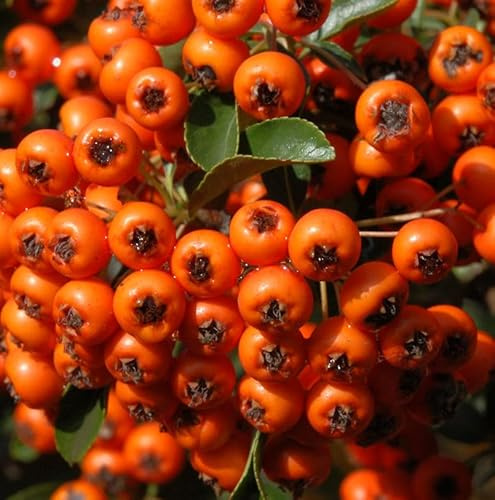 Feuerdorn Orange Charmer 60-80cm - Pyracantha - lebende Gartenpflanze aus den Baumschulen