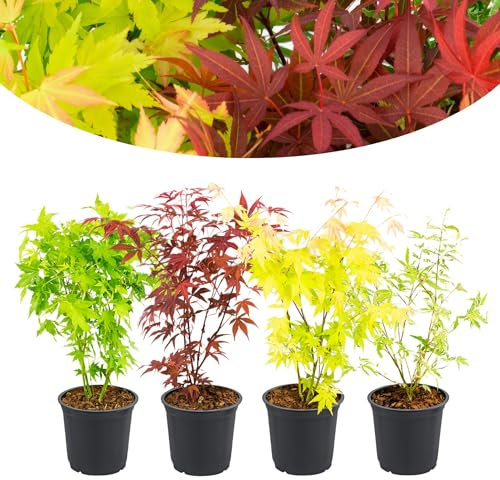 Happy Plants Acer palmatum Fächerahorn 4 Stück I 30 cm x ⌀10,5 cm, japanischer Ahorn, 1x Rot, 1x Gelb, 1x Grün, winterhart ganzjährig Pflanzen-Mix, frisch aus unserer Gärtnerei