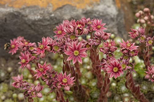 Sempervivum arachnoideum 9x9 cm Topf – Winterhart, Immergrün, Pflegeleicht – Spinnweb-Hauswurz – Bodendecker für Steingarten & Dachbegrünung