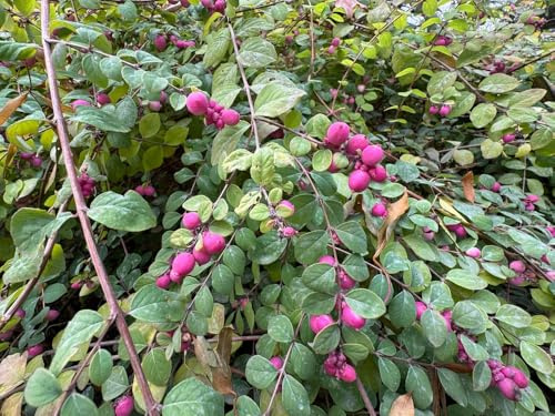Indian Currant Seedlings for Planting - Rooted and Ready to Plant - Pink Currant (3 Seedlings)