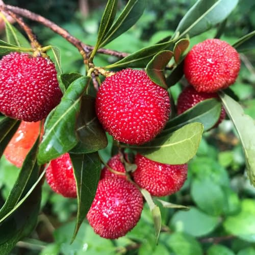 Semi di Myrica Morella Rubra, vecchie varietà di mirto, Myrica Rubra, da frutto colonnare fresca comprare 40pcs