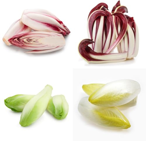 semi di cicoria, balcone in serra, orto da balcone di radicchio resistenti, giardino, resistenti 35pcs