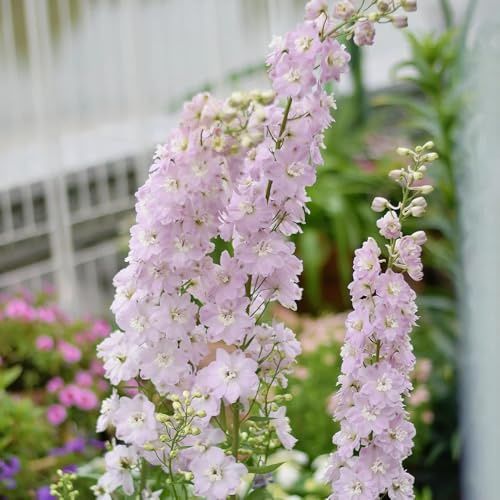 rittersporn blumensamen balkon blumenbeet balkon dekopflanze dachbegrünung bonsai topf blumenstauden winterhart frühlingsblumen blumensaat exotische zimmerpflanzen blumenwiese 120samen