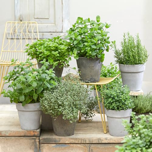 Herb Mix - Pack of 3 Potted Indoor Herbs for Herb Gardens - Plant Collection - Mixed Plants for Kitchen or Garden - Fresh Herbs in Pots (14cm Pot, 3 Plants)