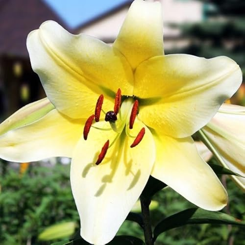 Set 10x Lilienzwiebeln Baumlilie Riesenlilie Lilium Conca DOr Zwiebeln
