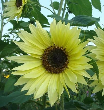 50 piezas nuevas semillas de girasol frescas