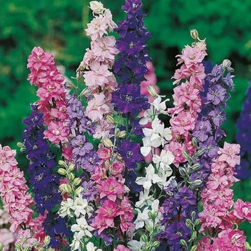 1 Pack of 300 SEEEDS Larkspur Giant Imperial Mixed