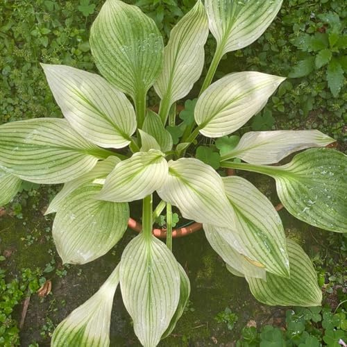 semillas resistentes de hosta - balcón jardín perennes perenne 1200pcs