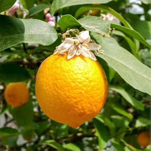 Citrus volkameriana (De Semis) / Citron Volkamer/Conteneur de 3 à 4 litres/Agrume