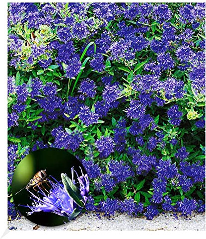 BALDUR Garten Zierstrauch Bartblume 'Blauer Spatz®', 1 Pflanze, Caryopteris clandonensis, winterhart, für Standort in der Sonne geeignet, reichblühend