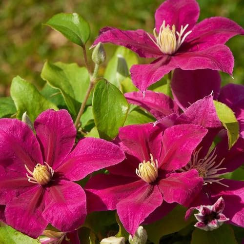 Plant World Seeds - Clematis Magenta Silk Seeds (Climber Seeds)