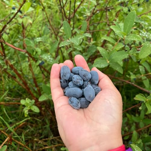 semi di mirtillo siberiano honeyberry, rare, per giardino, copertura del 100pcs