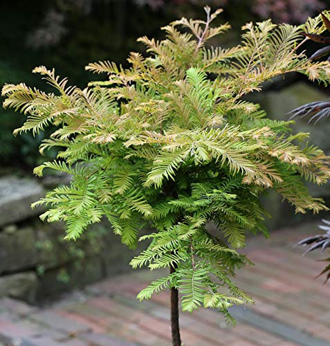 Hochstamm Urweltmammutbaum Miss Grace 100-125cm - Metasequoia glyptostroboides - lebende Gartenpflanze aus den Baumschulen