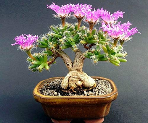 Portal Cool 100 Stück Trichodiadema spessi Kaktus Seltene e Sukkulente Kaktus Mix Semi Mini-Bonsai