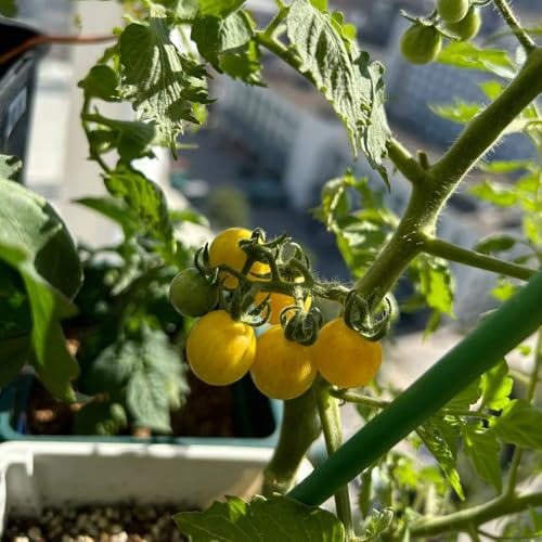comprar semillas de tomate grosella, para camas elevadas tomate balcón jardín rocas resistentes verdes regalos sostenibles jardín del balcón 200pcs