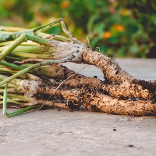 Semi di rafano, selvatiche semi di medicinali da cucina giardino sul balcone per giardino 100pcs