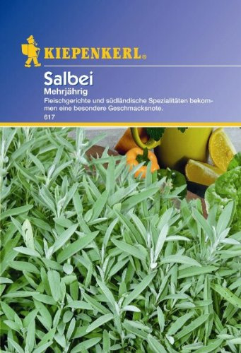 Kiepenkerl Salbei Mehrjährig
