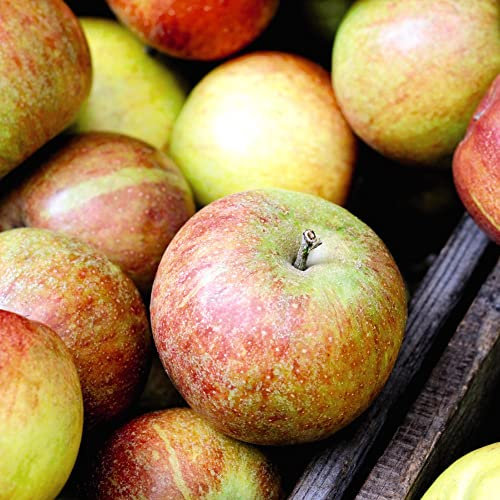 Apple 'Braeburn' Bare Root Fruit Tree Outdoor Garden Plant, Easy to Grow, 1x Bare Root Maiden Tree by Thompson & Morgan