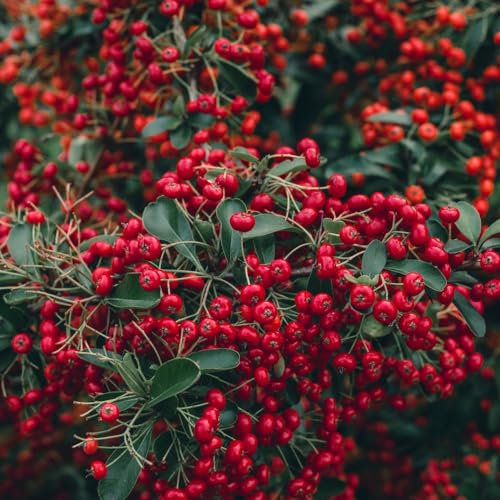 Potted Hardy Plant Pyracantha, Hardy Evergreen Shrub Firethorn with Red Autumn Berries for Gardens & Outdoors, 1 x Pyracantha Red Column Plant in a 9cm Pot by Thompson & Morgan