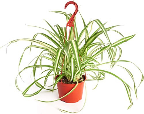 Shop Succulents Vining Collection Hand Selected, Air Purifying Easy Care Live Indoor/Outdoor Spider House Plant in 6 Grow Pot, Single, 6-Inch