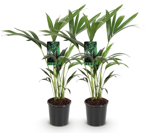 Green boutiQ - Zimmerpflanze - Howea Forsteriana - Kentia-Palme - Wenig Pflege - Grün - 2 Pflanzen - Topf 17cm - Höhe 70-75cm