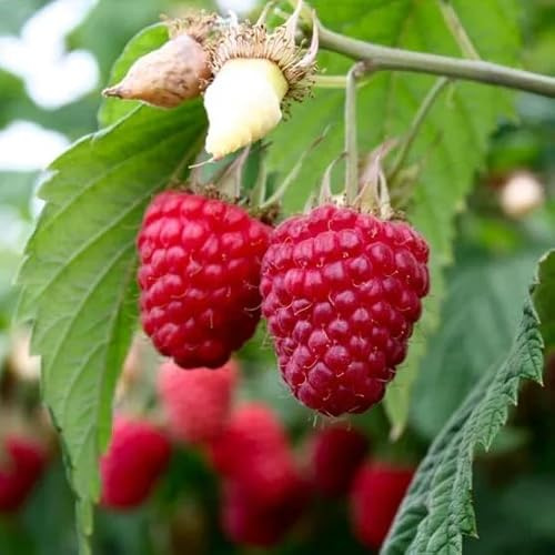 Nantahala Red Raspberry Live Plants | Pack of 2 (Two) | 5-9 Tall | Late-Season Primocane Rubus Idaeus | Hardy Zone 6-9 | Heat Tolerant Outdoor Fruit Bush