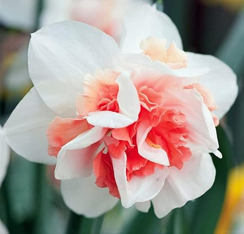 (5) Double Pink Flowering, Replete Daffodil Bulbs