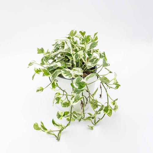 Pianta vera di Pothos aureus Njoy - Diametro Vaso Ø 12 cm