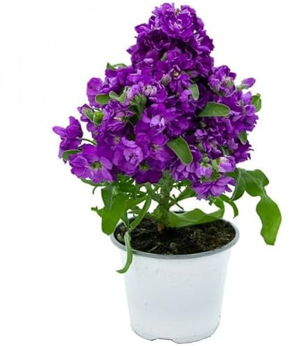 Planta Natural de Alhelí en Maceta Flores de Exterior Aromáticas y Resistentes para Jardines y Balcones