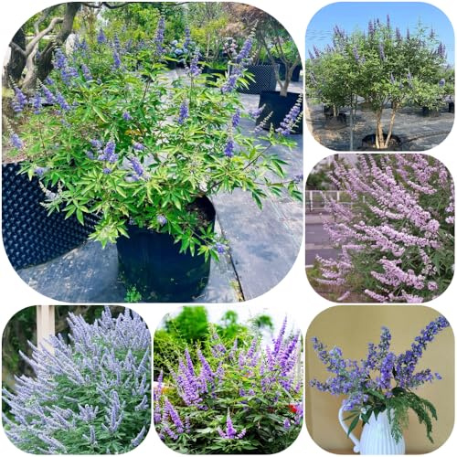 semillas de árbol casto, de primavera Vitex agnus-castus, del jardín semillas lugares soleados resistentes jardines 60pcs
