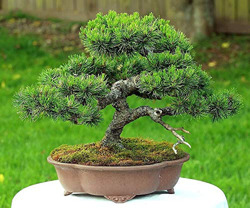 Pino Mugo 25 Seeds - BONSAI - Pinus mugo mughus