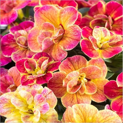 Calibrachoa Chameleon 'Desert Rose' X 5 Cutting Raised Basket Plug Plants