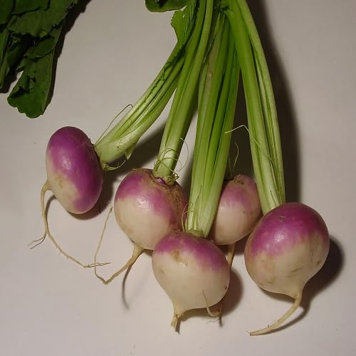 100 piezas de semillas de remolacha blanca