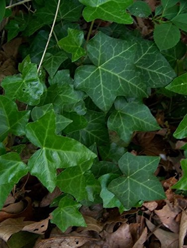 10 Boston Ivy Parthenocissus Tricuspidata Veitchii Vite Seeds + Gift & Comb Seeds ONLY