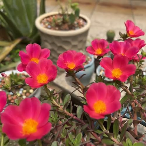 rosa Portulaca en de balcón resistentes pleno sol. invernadero interior trepadoras Cubresuelos resistentes en Decoraciones 250Semillas
