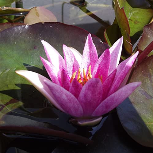 Rarität : Teichpflanzen Seerosen : Nymphaea Seerose Zwergseerose  Pygmaea Rubra  winterhart Pflanztiefe bis 30 cm