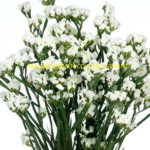 STATICE BIANCO NR.100 SEMI