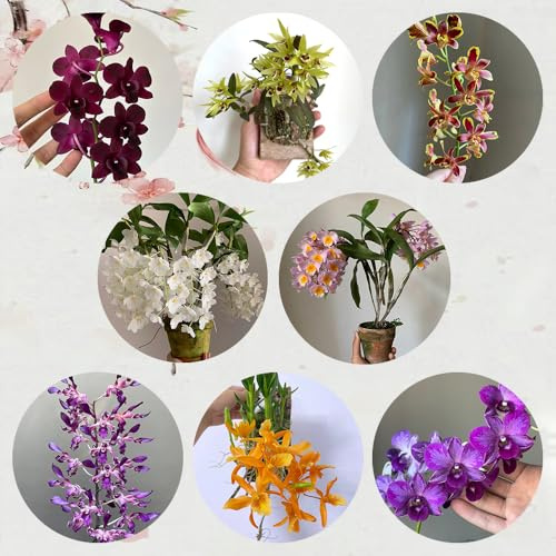 semillas de orquideas dendrobium - silvestres, lecho elevado de orquídeas dendrobium, silvestres de balcón, cortadas 200pcs