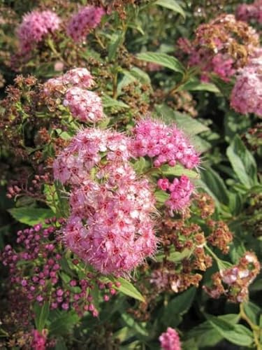 Zwergspiere Shirobana - Harlekinspiere - Spierstrauch - Spiraea japonica 40-60