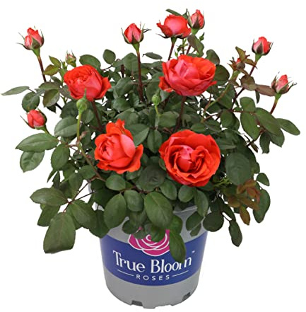Fresh Roses for Delivery Prime, Orange Roses, Live Rose Bush Plants in Plant Pots, Plant Lover Gifts, Fresh Flowers for Delivery Prime, Potted Rose Plant Live Plants, Outdoor Plants by Plants for Pets