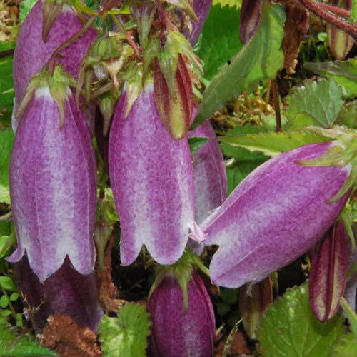 Plant World Seeds - Campanula Punctata Nana Seeds (Perennial Flower Seeds)