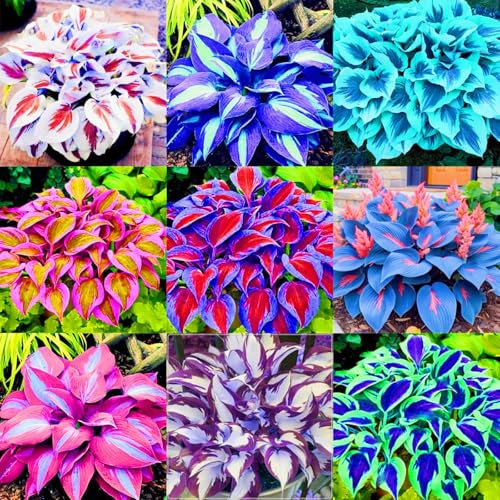 Rapid Growth Holiday Gifts Easy Planting Hostas Plants UK Garden Flowers Wedding Flowers-4Bulbs-b